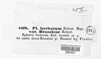 Stemphylium vesicarium image